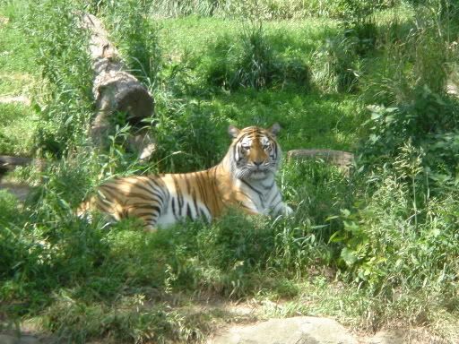 Vahi Hayat Resimleri -2-