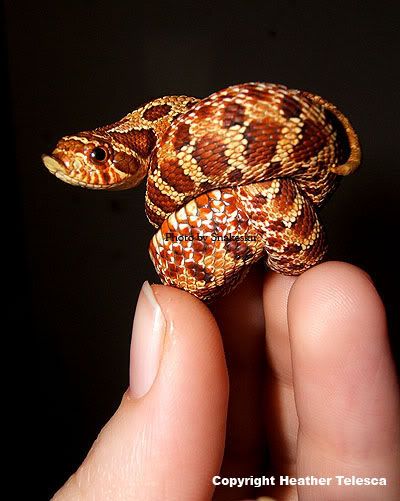cute snakes Pictures, Images and Photos