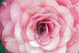 rosebug.jpg image by ctrlcopy