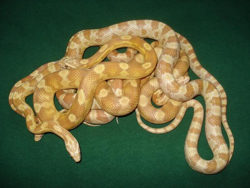 caramel.jpg