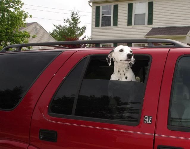 Maddy Going to Vet