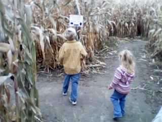 Corn Maze