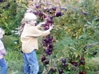 Apple Picking