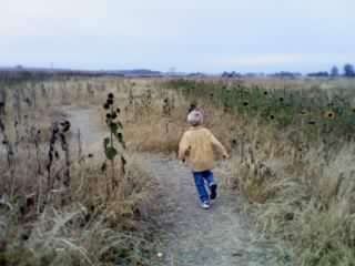 Sunflower Maze