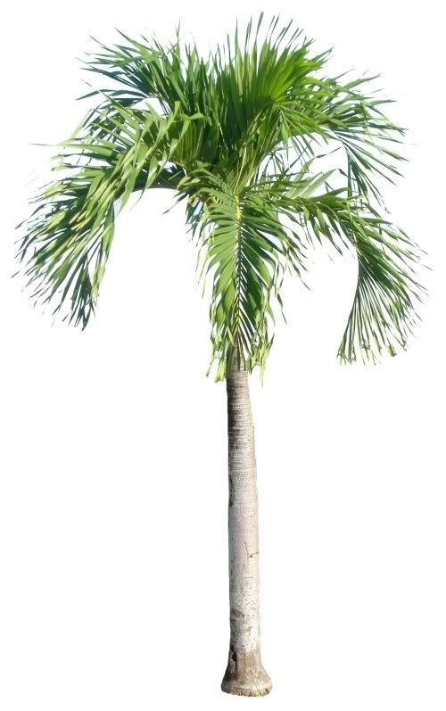 Palm Alpha