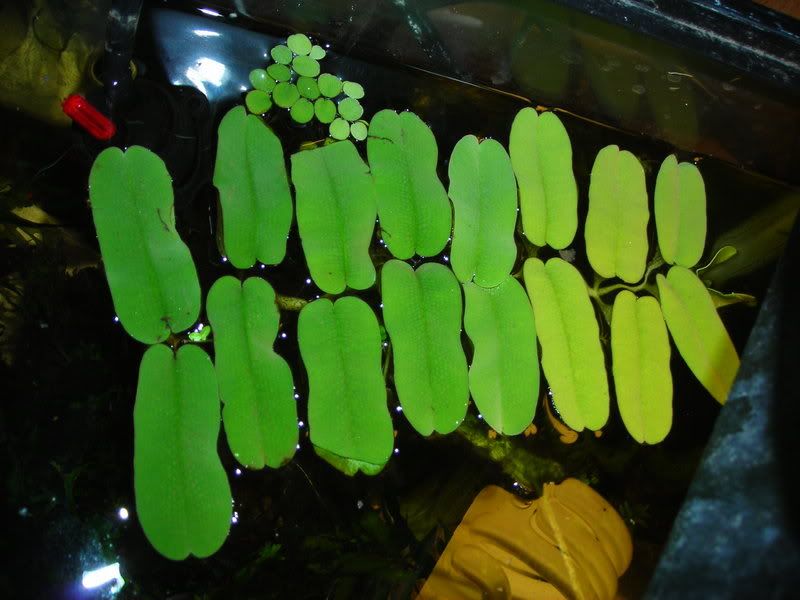 Cool and rare floating plants for an open aquarium or pond. Aquatic
