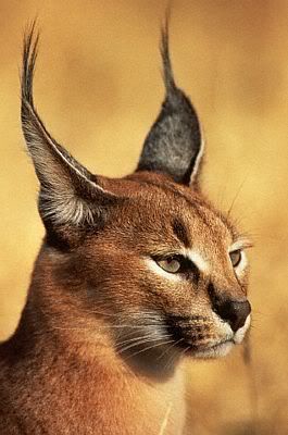 Caracal Pictures, Images and Photos