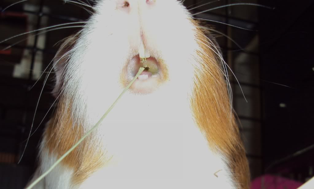Ever wonder what it looks like inside a guinea pig's mouth?