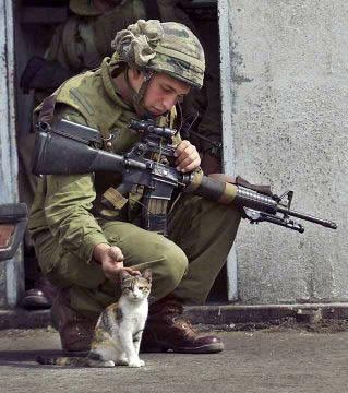 soldier cat Pictures, Images and Photos