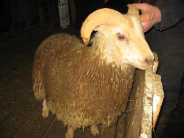 schaap.jpg