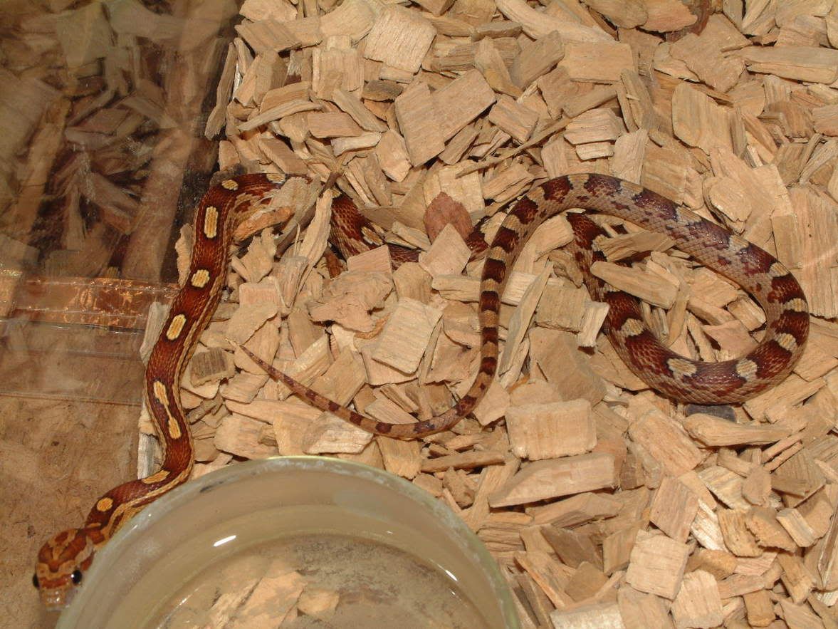 cinnamoncloseup.jpg