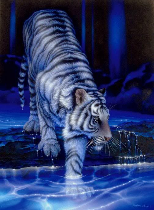 white_tiger.jpg tiger image by werty2345