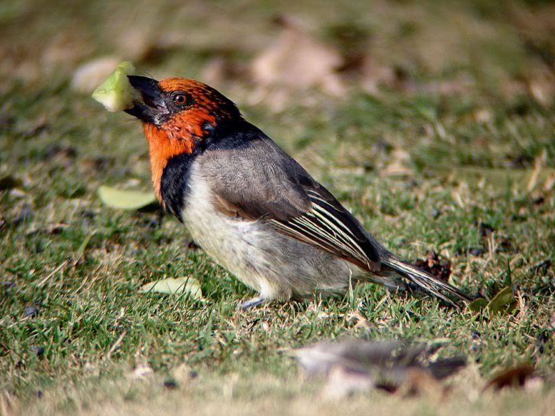 Black Collared Barbet