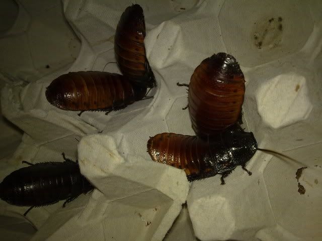 Mis cucarachas gigantes de Madagascar Mis cucarachas gigantes de Madagascar