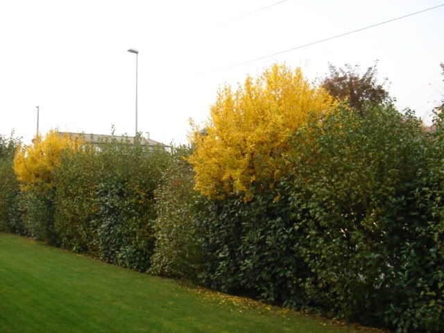 DSC00701.jpg