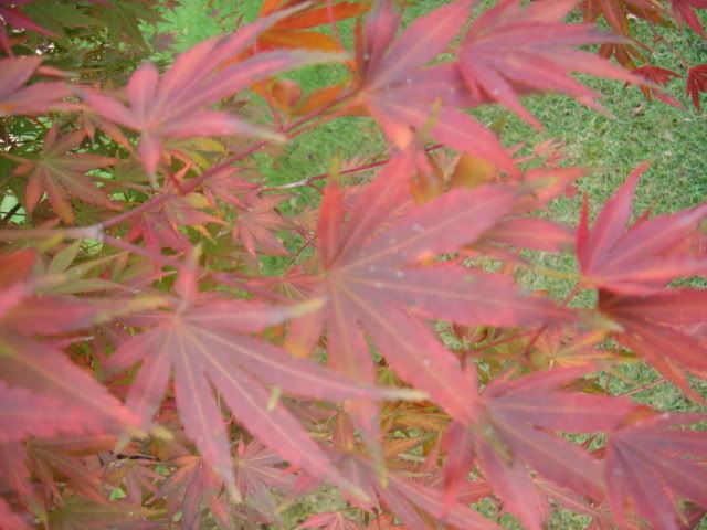 DSC00725.jpg
