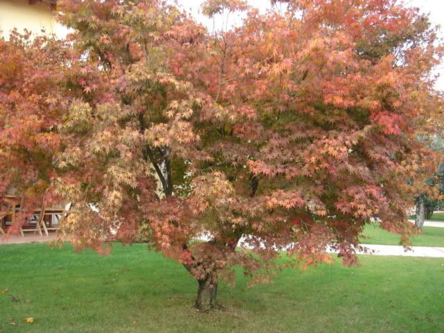 DSC00726.jpg