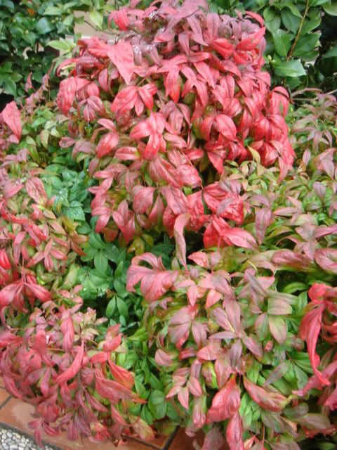 DSC00728.jpg