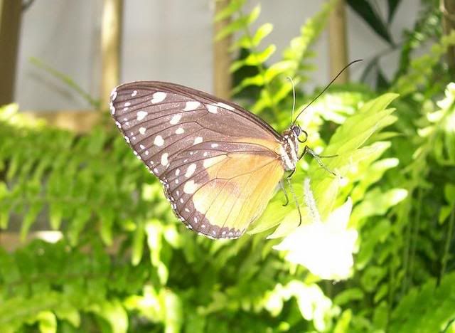 <img:http://i33.photobucket.com/albums/d71/SocialReject/Butterfly1.jpg?t=1184299727>