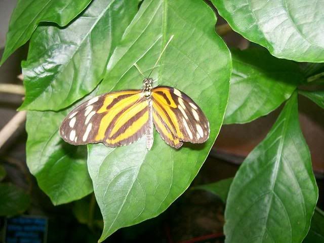 <img:http://i33.photobucket.com/albums/d71/SocialReject/Butterfly2.jpg?t=1184299695>