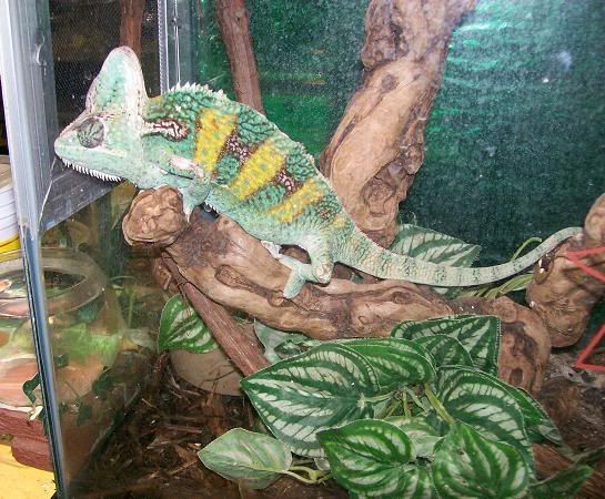 <img:http://i33.photobucket.com/albums/d71/SocialReject/Chameleon.jpg?t=1175986266>