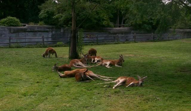 <img:http://i33.photobucket.com/albums/d71/SocialReject/Kangaroo.jpg?t=1184299402>