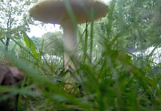 <img:http://i33.photobucket.com/albums/d71/SocialReject/Mushroom.jpg>