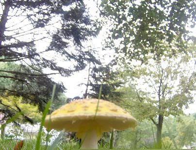 <img:http://i33.photobucket.com/albums/d71/SocialReject/Mushrooms2.jpg>