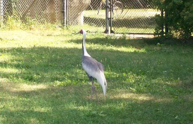 <img:http://i33.photobucket.com/albums/d71/SocialReject/White-napedCrane.jpg?t=1184299122>