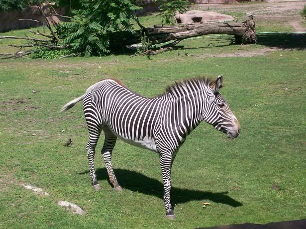 <img:http://i33.photobucket.com/albums/d71/SocialReject/Zebra1.jpg?t=1184299112>