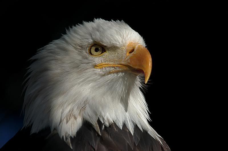 Eagle_6027Medium.jpg