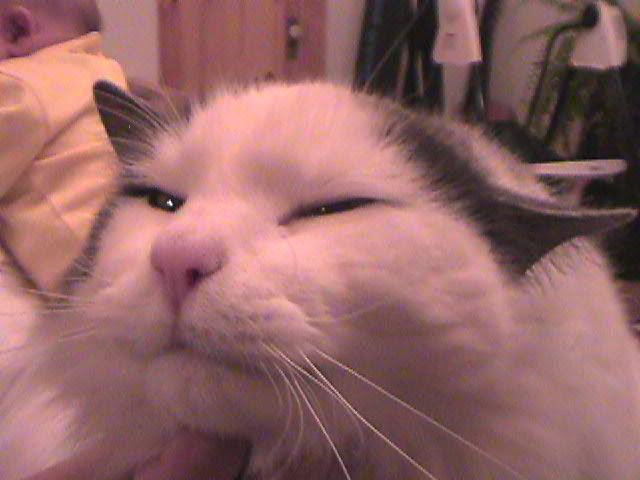 StinkerFace-1.jpg