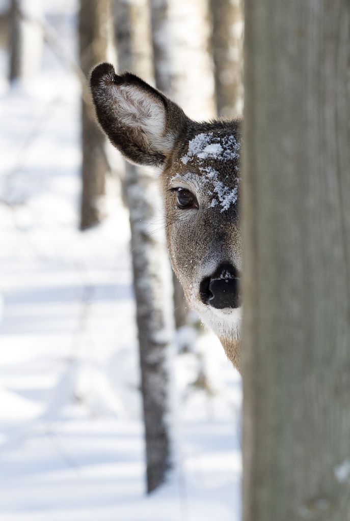 IMAGE: http://i33.photobucket.com/albums/d74/Zenon1/1_zpscnimtguo.jpg~original