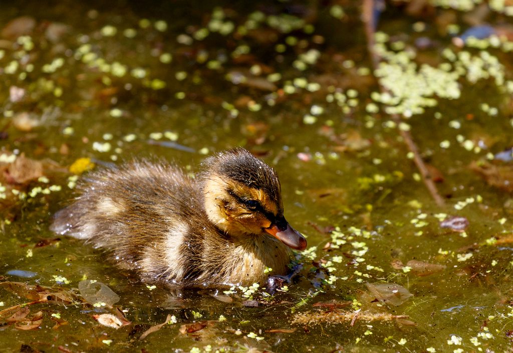 IMAGE: http://i33.photobucket.com/albums/d74/Zenon1/24-70%20vs%2024-105/twqt_zps03ooge5z.jpg~original