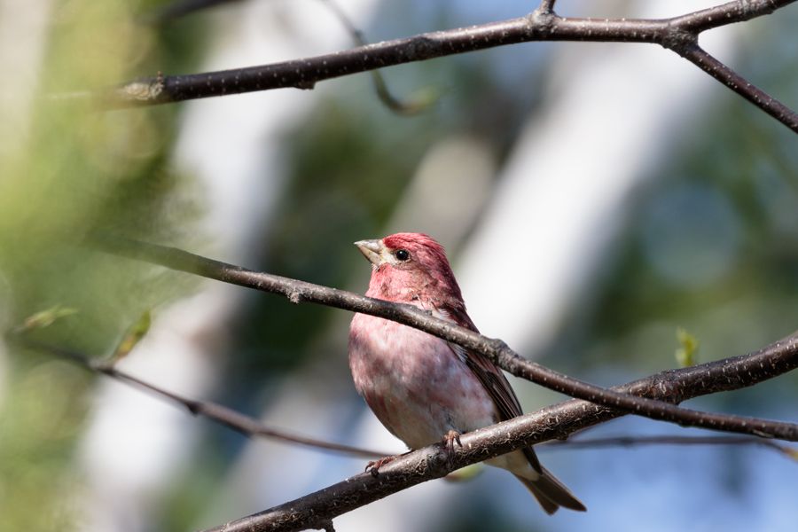 IMAGE: http://i33.photobucket.com/albums/d74/Zenon1/2_zps97asmg84.jpg~original