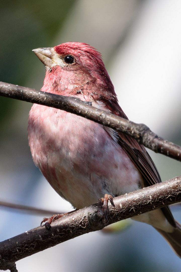 IMAGE: http://i33.photobucket.com/albums/d74/Zenon1/3_zpsrpgbaetl.jpg~original