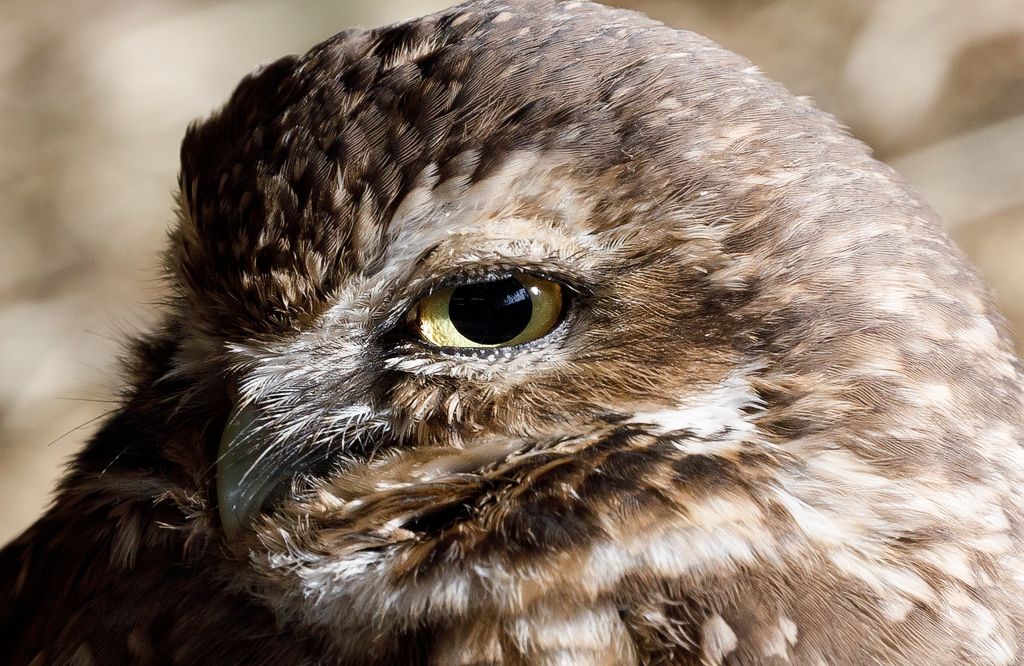 IMAGE: http://i33.photobucket.com/albums/d74/Zenon1/5D4/Crops/_I9A2533_zpscf8yebrr.jpg~original