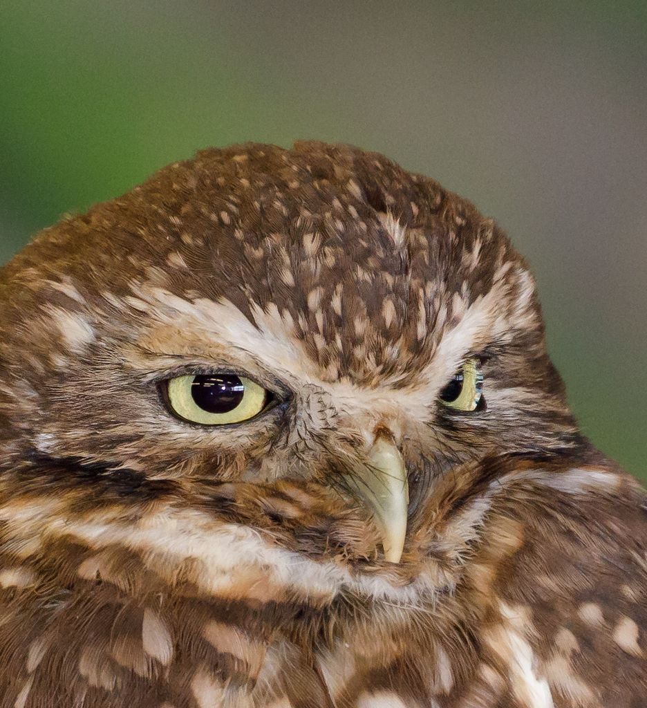 IMAGE: http://i33.photobucket.com/albums/d74/Zenon1/5D4/Crops/_I9A2575_zpszwmgjig8.jpg~original