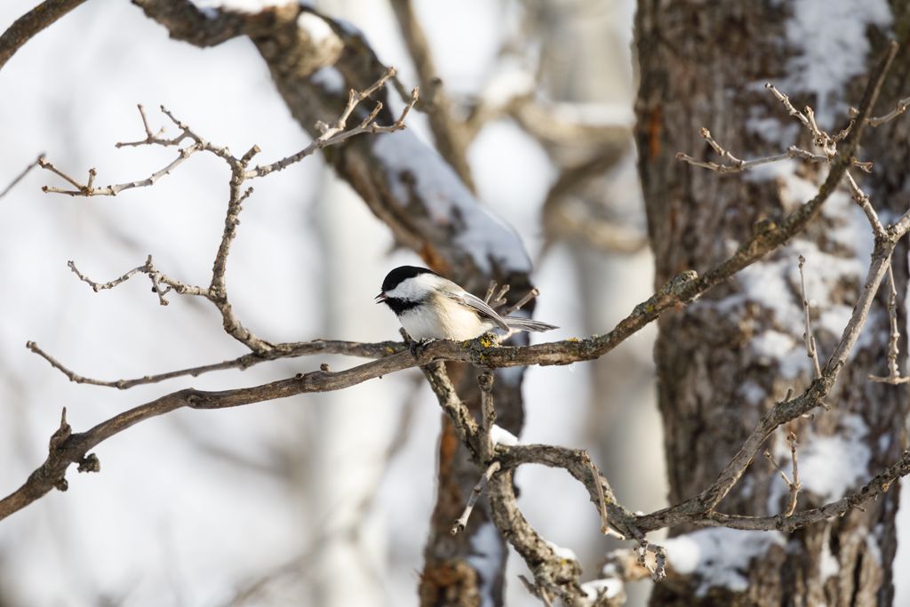 IMAGE: http://i33.photobucket.com/albums/d74/Zenon1/5D4/Crops/_I9A2695_zpsfqxrc9w3.jpg~original