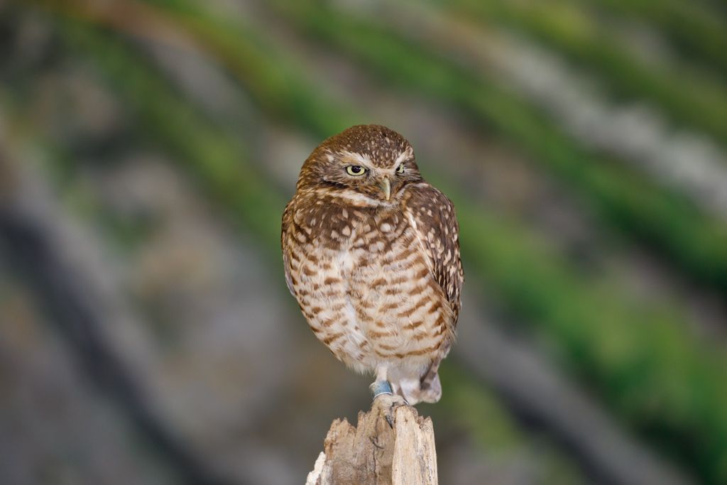 IMAGE: http://i33.photobucket.com/albums/d74/Zenon1/5D4/Crops/r_zpsej0s01rv.jpg~original