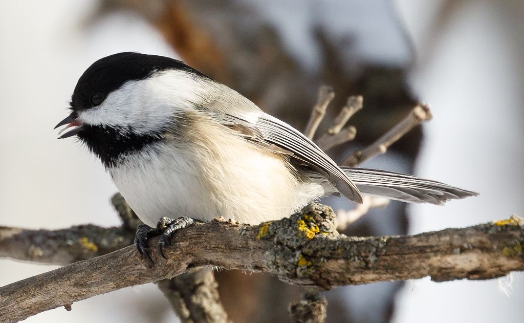 IMAGE: http://i33.photobucket.com/albums/d74/Zenon1/5D4/Crops/saf_zpsvxgu5ecd.jpg~original