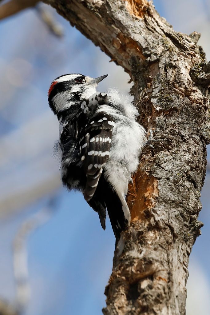 IMAGE: http://i33.photobucket.com/albums/d74/Zenon1/5D4/FW%204-29-17/_I9A5011_zps3wwnn9wp.jpg~original