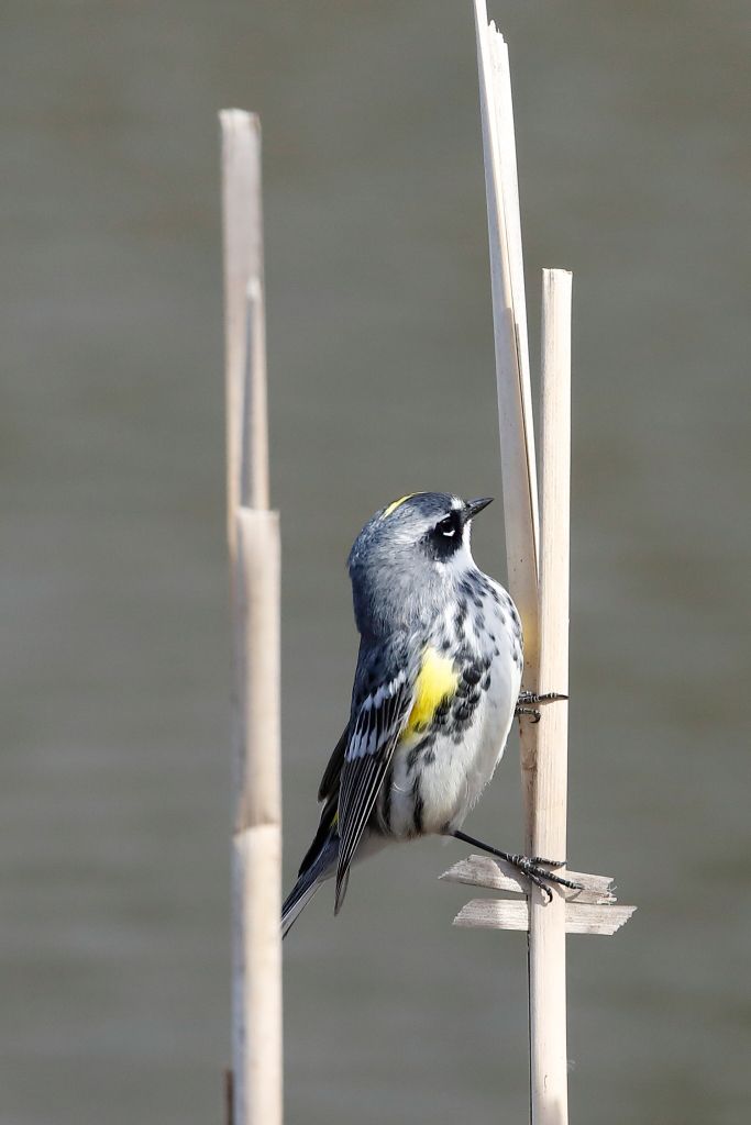 IMAGE: http://i33.photobucket.com/albums/d74/Zenon1/5D4/FW%204-29-17/_I9A5123_zpsdbgwgejt.jpg~original