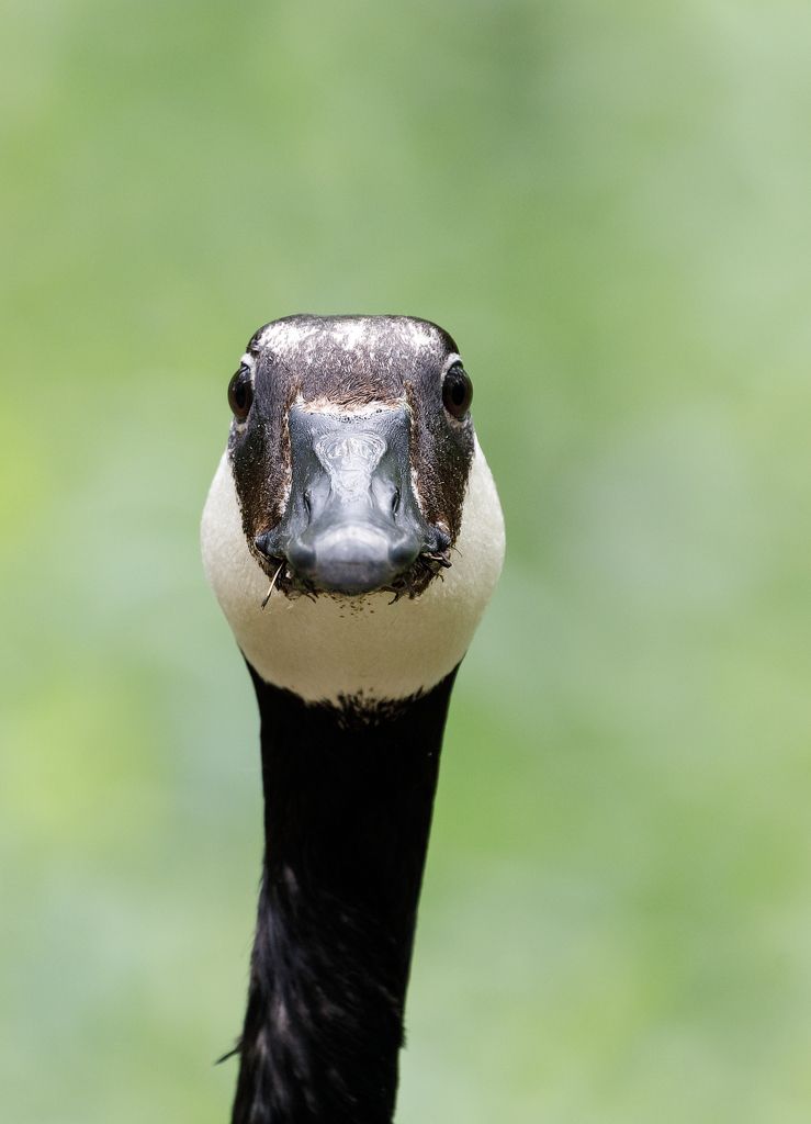 IMAGE: http://i33.photobucket.com/albums/d74/Zenon1/5D4/FW%20J%2011%20ACR/ACR2_zpsdyju6clb.jpg~original