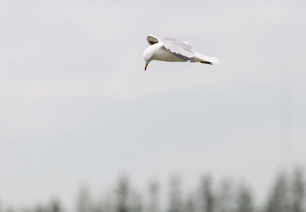 IMAGE: http://i33.photobucket.com/albums/d74/Zenon1/5D4/FW%20J%2011%20ACR/ACR5_zpshv3bv3av.jpg~original