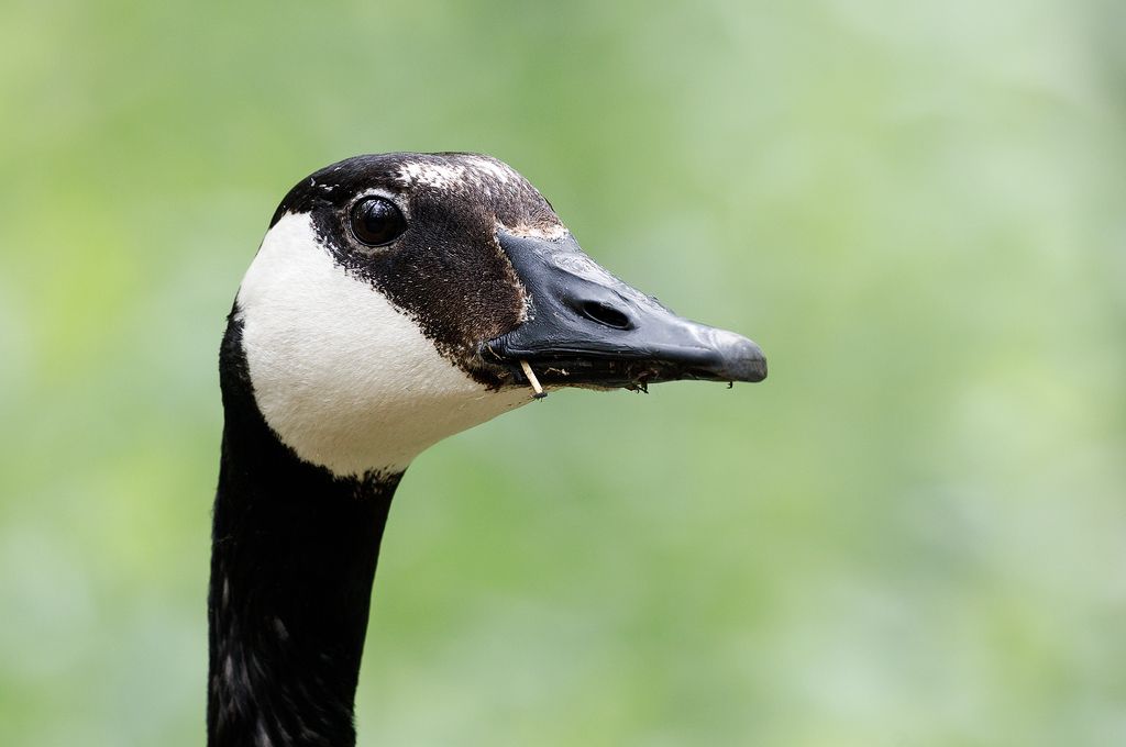 IMAGE: http://i33.photobucket.com/albums/d74/Zenon1/5D4/FW%20J%2011%20ACR/acr1_zps03btreyb.jpg~original