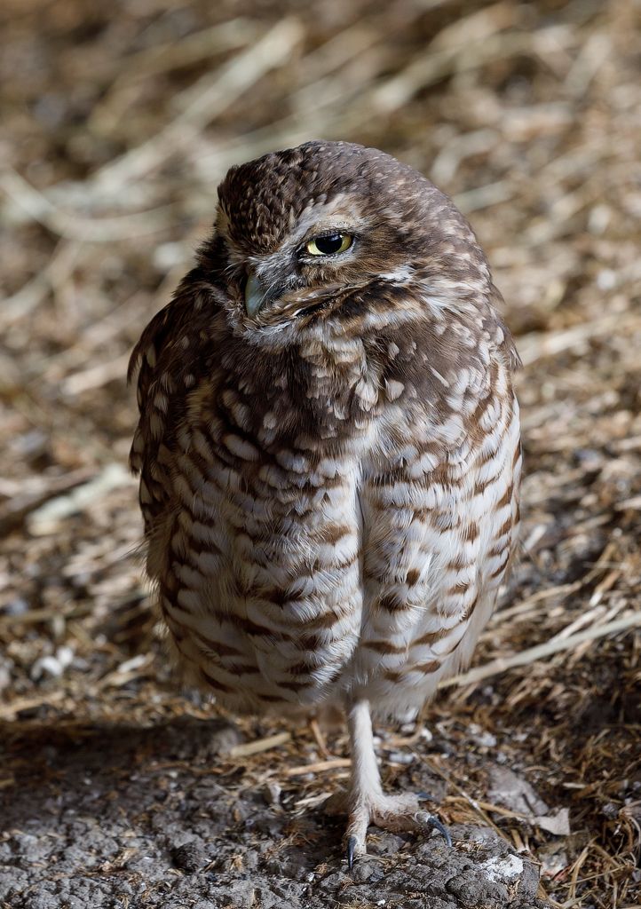 IMAGE: http://i33.photobucket.com/albums/d74/Zenon1/5D4/Fort%20White/_I9A2546_zpsokgthjkq.jpg~original