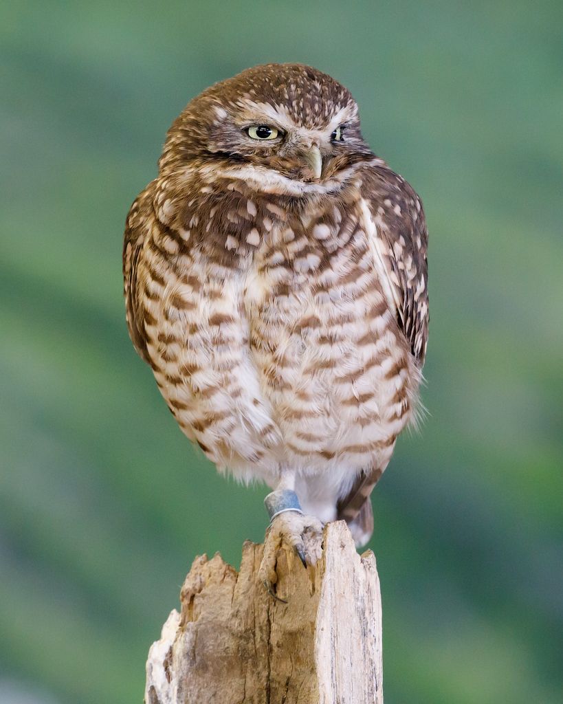 IMAGE: http://i33.photobucket.com/albums/d74/Zenon1/5D4/Fort%20White/_I9A2567-copy_zpsxiccu2st.jpg~original