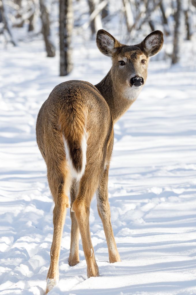 IMAGE: http://i33.photobucket.com/albums/d74/Zenon1/5D4/Fort%20White/_I9A2626_zpszms7wdob.jpg~original