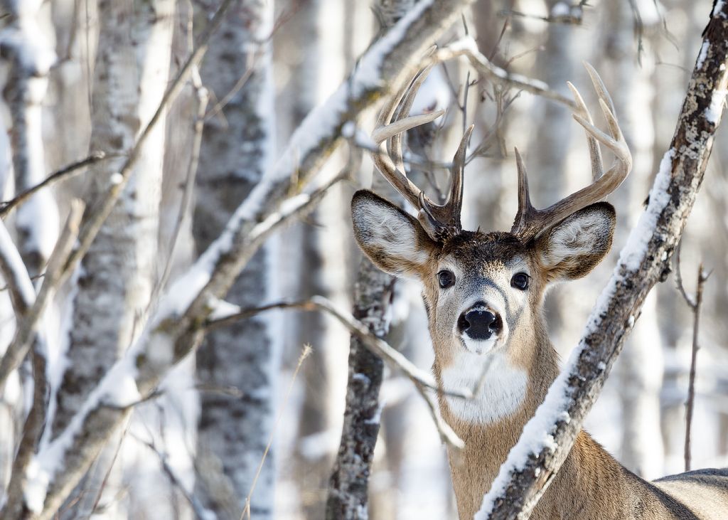 IMAGE: http://i33.photobucket.com/albums/d74/Zenon1/5D4/Fort%20White/_I9A2656_zps4aaectbd.jpg~original